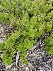 Persoonia chamaepitys, photograph (c) ronavery, some rights reserved (CC BY)