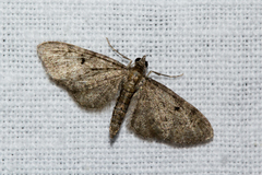 Eupithecia virgaureata