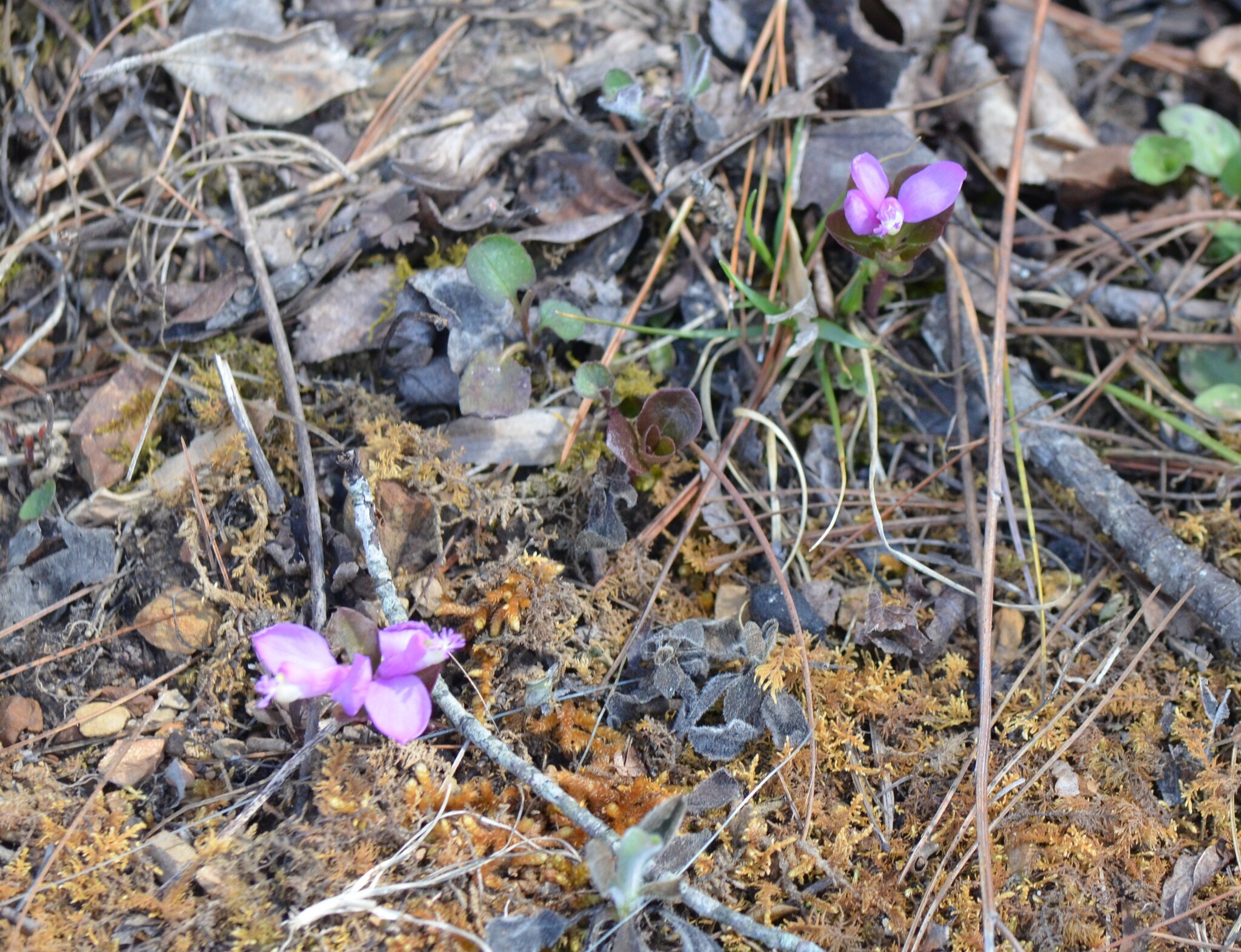 Imagem de Polygaloides paucifolia