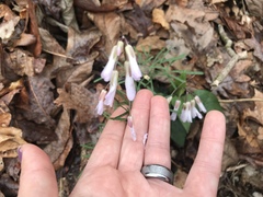 Cardamine dissecta
