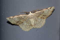 Stegania trimaculata