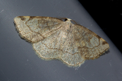 Stegania trimaculata