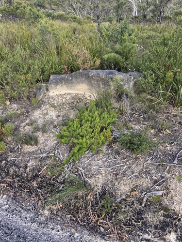 Persoonia chamaepitys, photograph 3