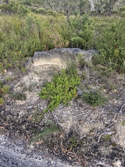 Persoonia chamaepitys, photograph (c) ronavery, some rights reserved (CC BY)