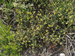 Aspalathus ericifolia