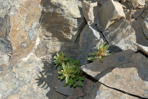 Epilobium pycnostachyum observed 2026-03-21