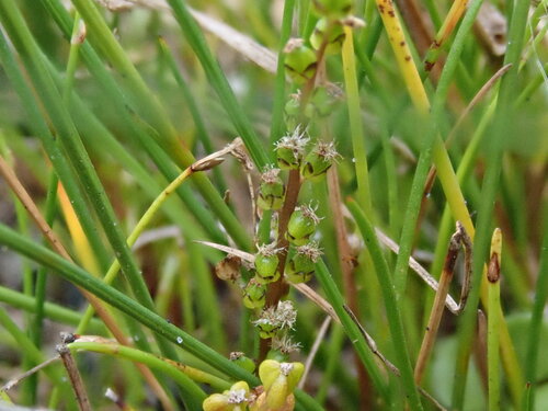 Three-ribbed Arrowgrass (Triglochin striata)