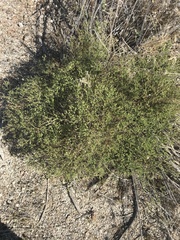 Fagonia laevis