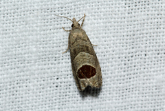 Notocelia uddmanniana