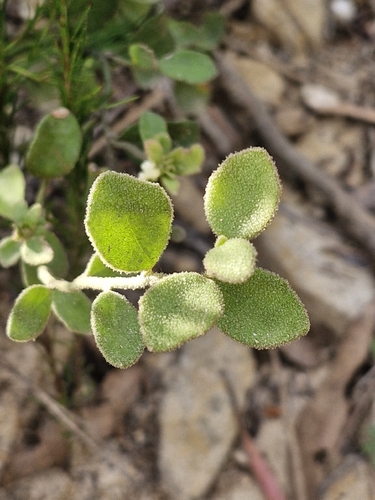 Purple Dampiera (Dampiera purpurea)