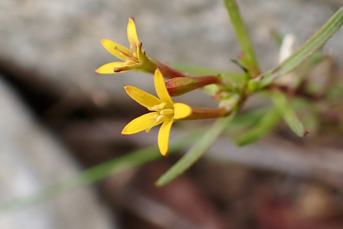 Quinchamali (Quinchamalium chilense)