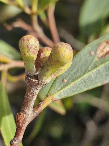 Eucalyptus stricta, photograph 1