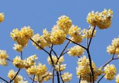 Edgeworthia chrysantha