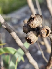 Eucalyptus stricta, photograph (c) ronavery, some rights reserved (CC BY)