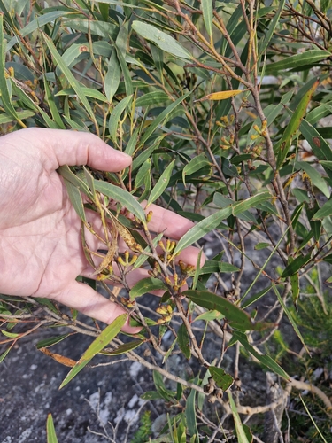 Eucalyptus stricta, photograph 3