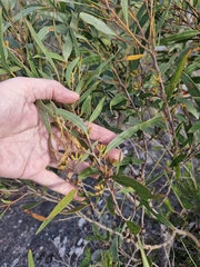 Eucalyptus stricta, photograph (c) ronavery, some rights reserved (CC BY)