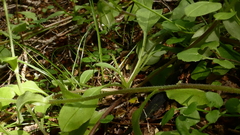 Myosotis australis