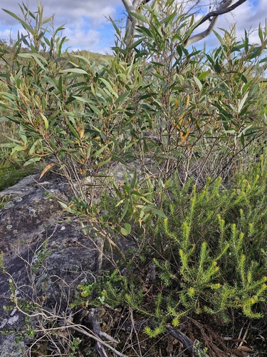 Eucalyptus stricta, photograph 4