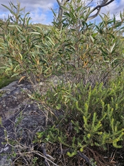Eucalyptus stricta, photograph (c) ronavery, some rights reserved (CC BY)