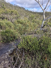 Eucalyptus stricta, photograph (c) ronavery, some rights reserved (CC BY)