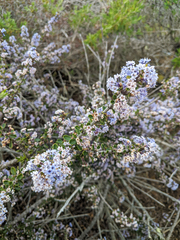 Ceanothus rigidus
