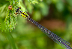 Enallagma vesperum
