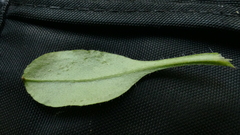 Myosotis australis