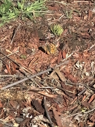 Painted Lady