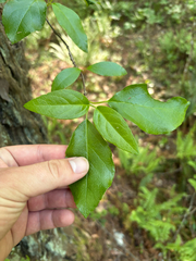 Hydrangea barbara, photograph Hayes Valentine, CC BY, iNaturalist via GBIF