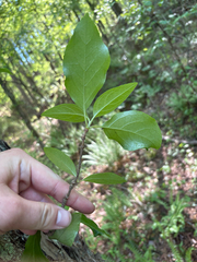 Hydrangea barbara, photograph Hayes Valentine, CC BY, iNaturalist via GBIF