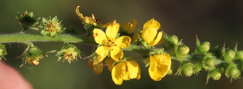 Agrimonia bracteata image