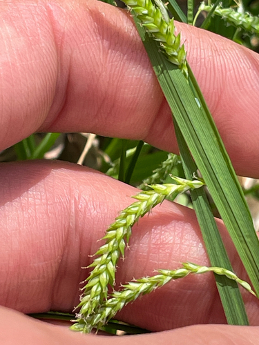 drooping sedge (Carex prasina)