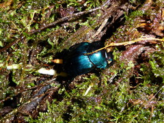 Deltochilum mexicanum