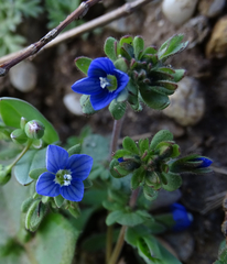 Veronica triphyllos