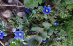 Veronica triphyllos