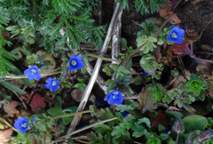 Veronica triphyllos