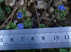 Veronica triphyllos