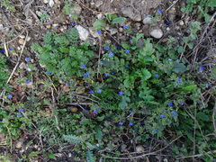 Veronica triphyllos
