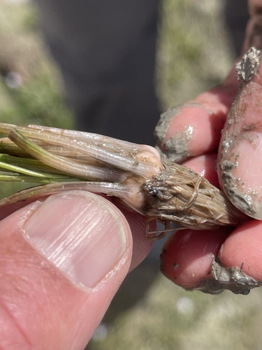Isoetes howellii observed 2026-04-11