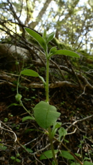 Myosotis australis
