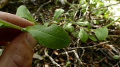 Myosotis australis