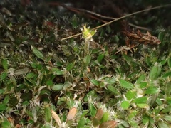 Actinotus novae-zelandiae