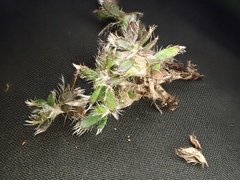 Actinotus novae-zelandiae