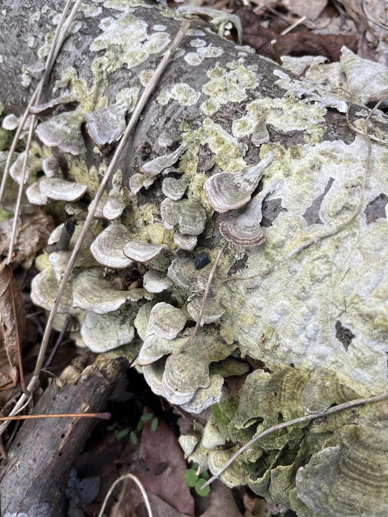 Trichaptum biforme · April 2026 · photo: © vilseskog (iNaturalist, cc-by-nc)