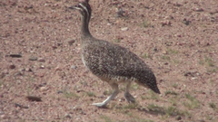 Eudromia elegans
