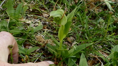 Abrotanella linearis