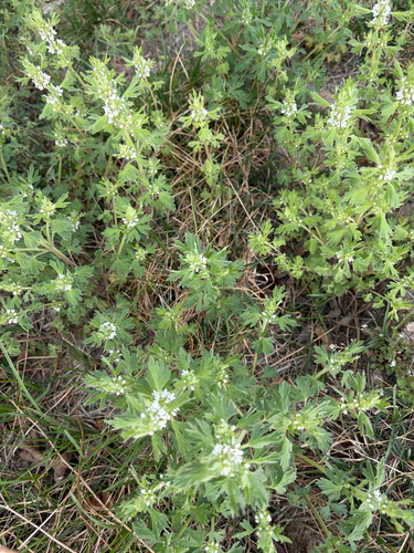 Lagopsis supina
