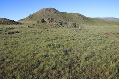 Leucospermum gerrardii image