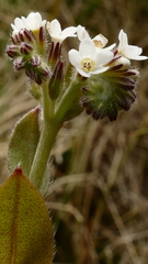 Myosotis australis