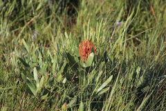 Leucospermum gerrardii image